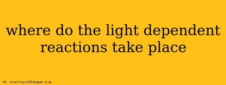 where do the light dependent reactions take place