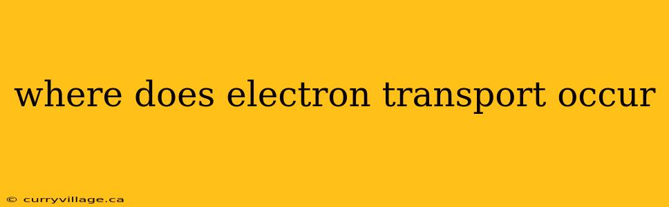 where does electron transport occur