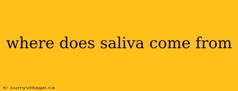 where does saliva come from