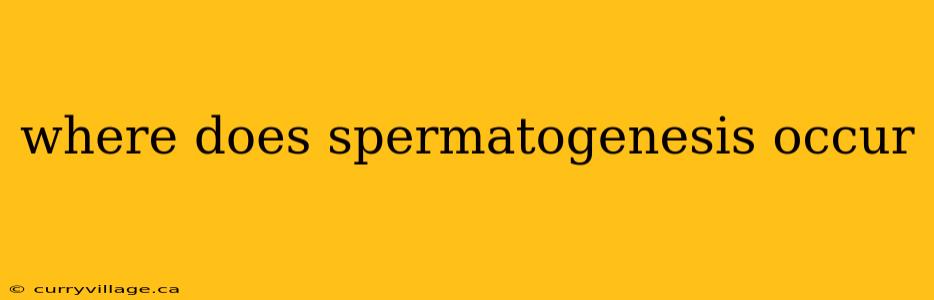 where does spermatogenesis occur