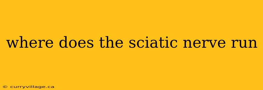 where does the sciatic nerve run