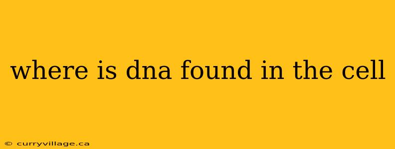 where is dna found in the cell