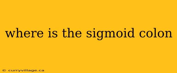 where is the sigmoid colon