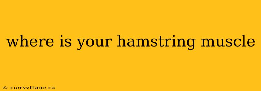 where is your hamstring muscle