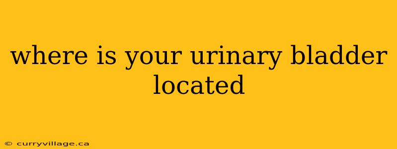 where is your urinary bladder located