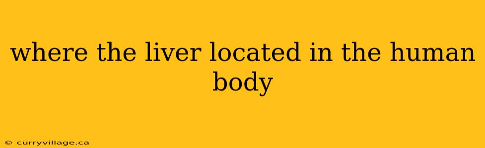 where the liver located in the human body