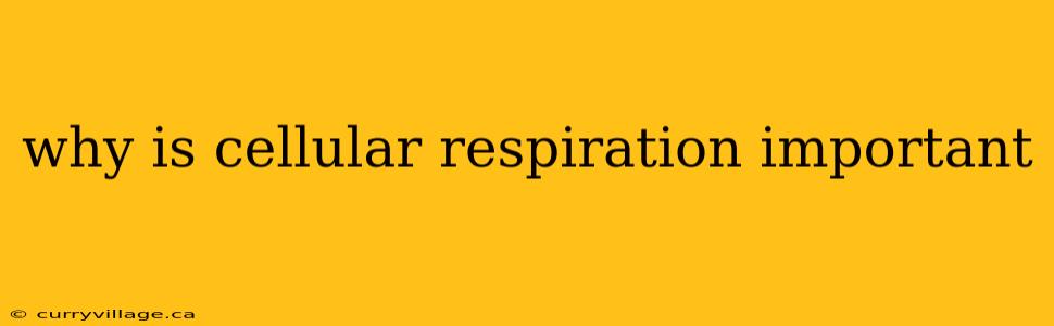 why is cellular respiration important