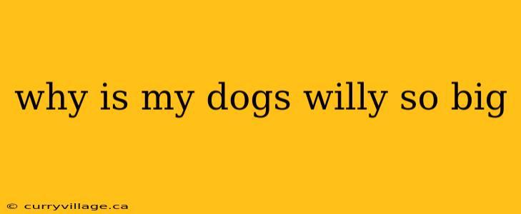 why is my dogs willy so big